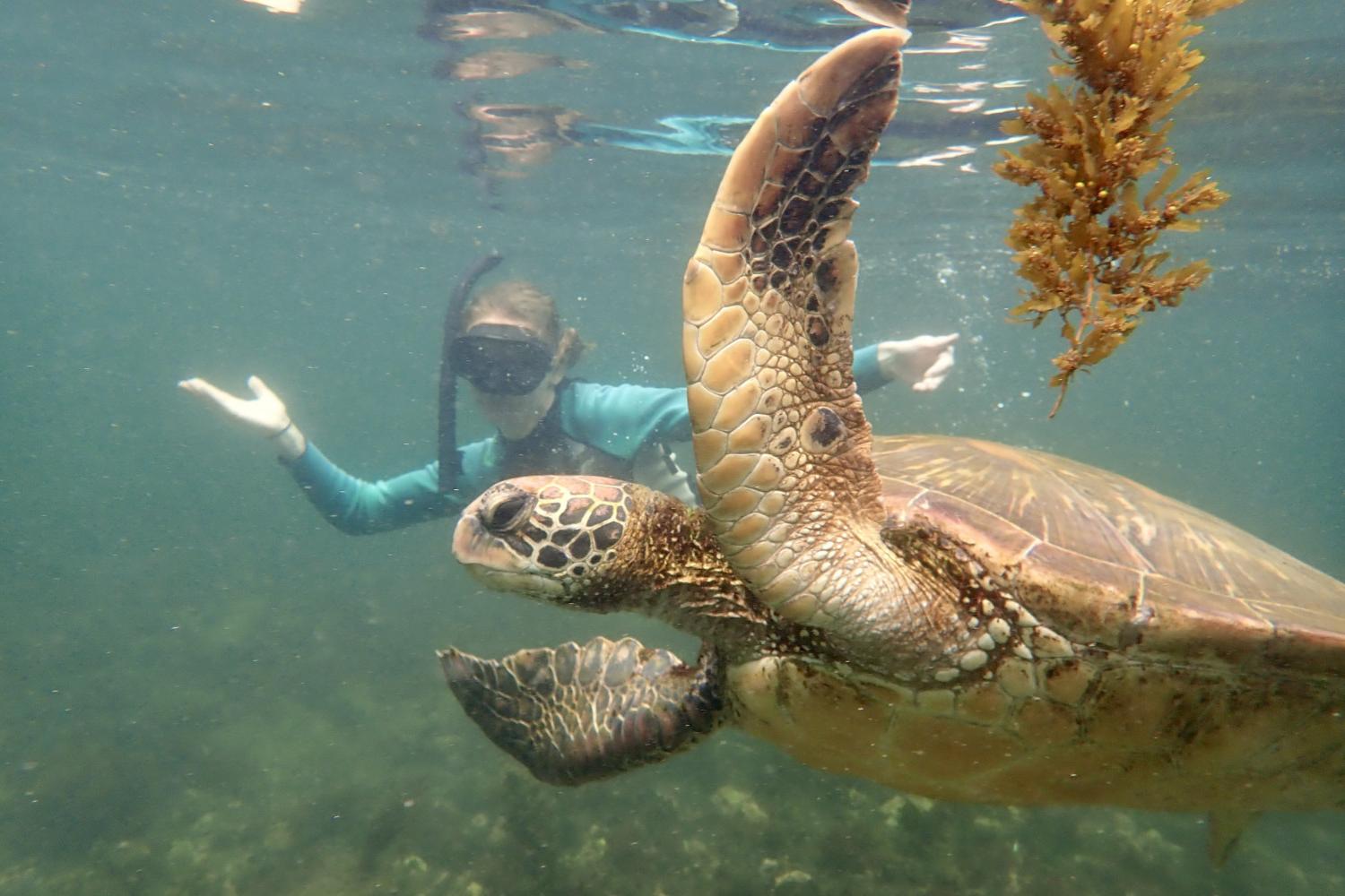 一名<a href='http://cp6r.gabonmagazine.com/'>bv伟德ios下载</a>学生在Galápagos群岛游学途中与一只巨龟游泳.